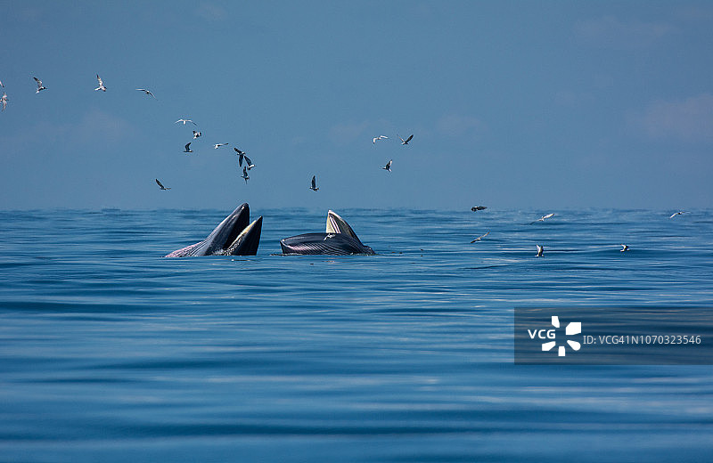 布氏鲸张开嘴在海里吃鱼，海鸥伴随图片素材