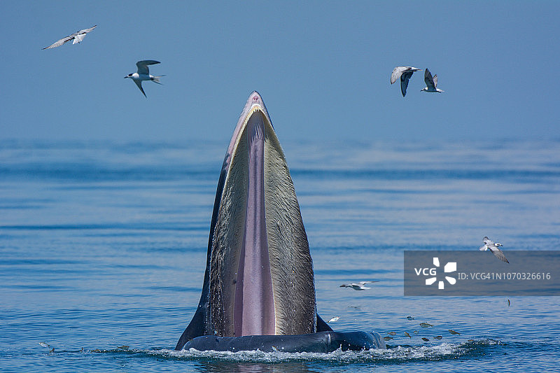 布氏鲸张开嘴在海里吃鱼，海鸥伴随图片素材