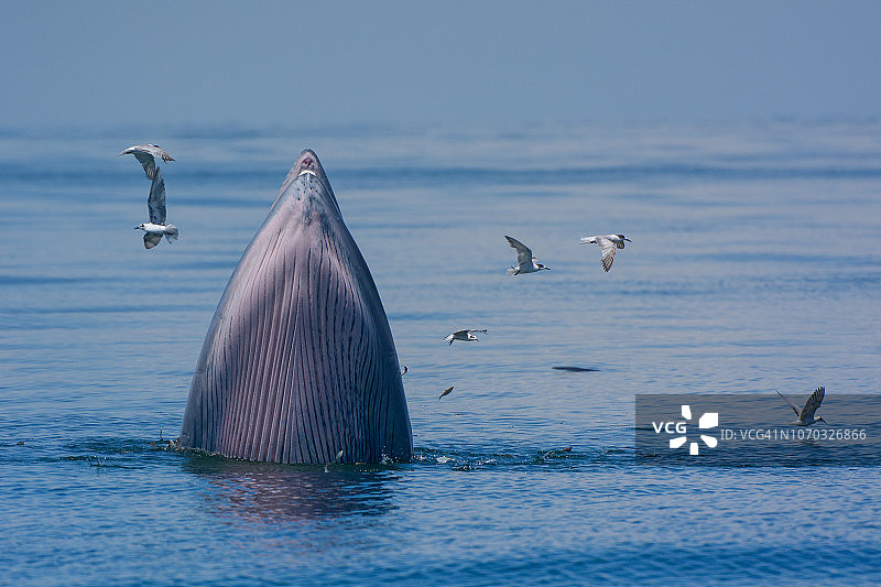 布氏鲸张开嘴在海里吃鱼，海鸥伴随图片素材