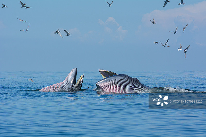 布氏鲸张开嘴在海里吃鱼，海鸥伴随图片素材