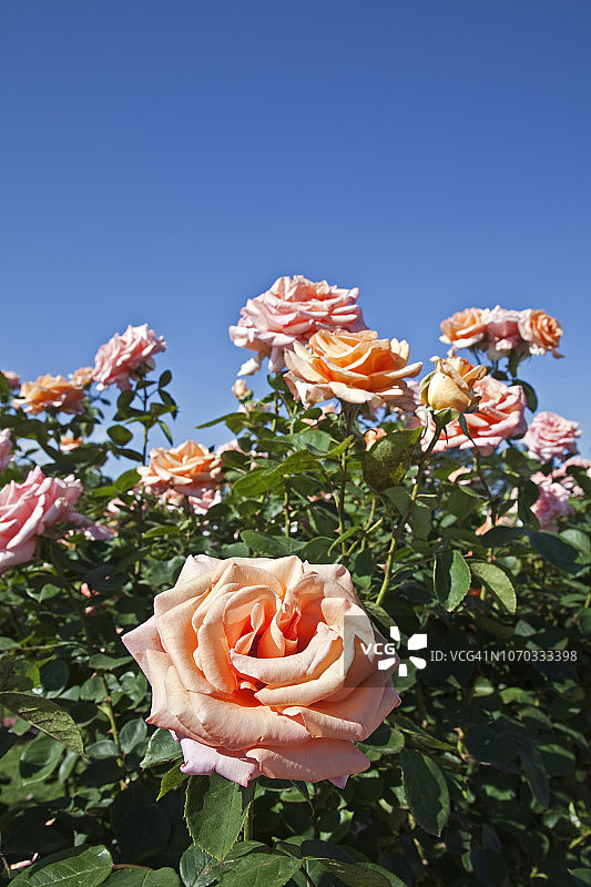 墨尔本威勒比公园的玫瑰图片素材