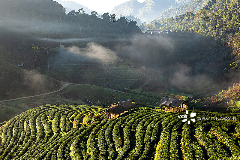 Doi Ang Khang的晨雾茶园图片素材
