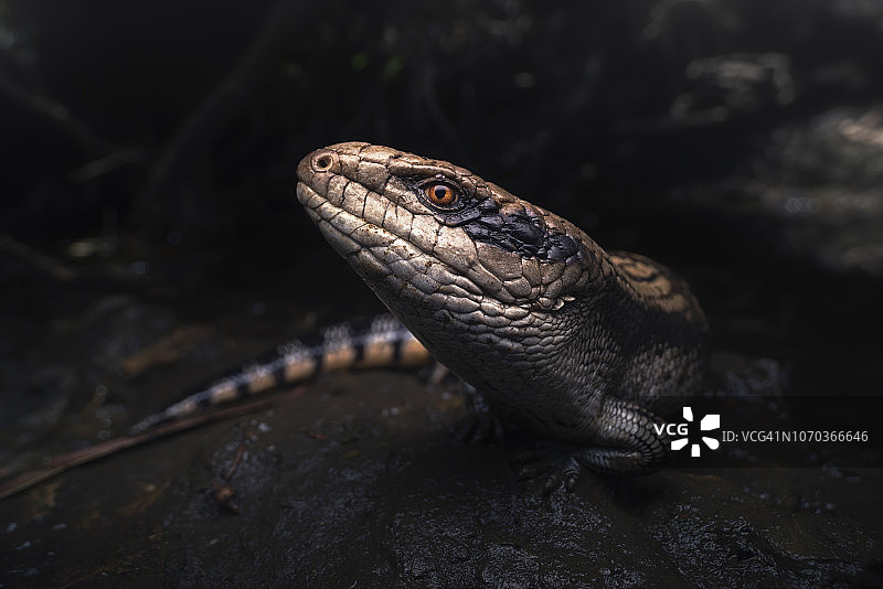 泥泞栖息地中的东部蓝舌蜥蜴图片素材