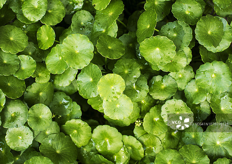 积雪草图片素材