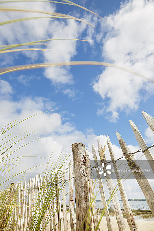 仰视沙丘上木栅栏和芒草，背景是海滩和天空图片素材