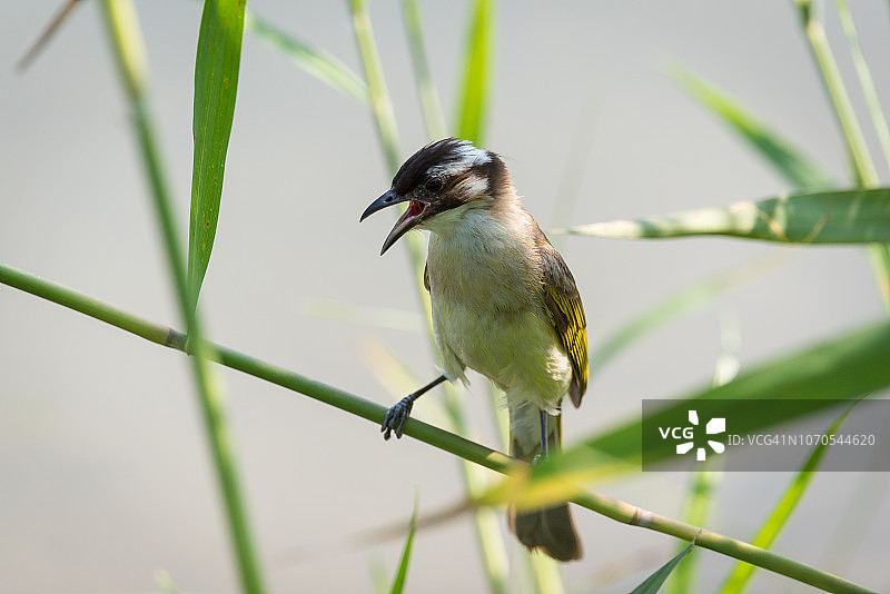 白头鹎鸟在湖边树枝上图片素材