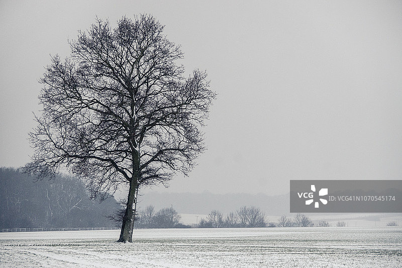 单棵树的农田景观，地面有雪，冬季白色天空图片素材