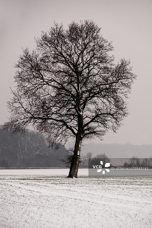 单棵树的农田景观，地面有雪，冬季白色天空图片素材