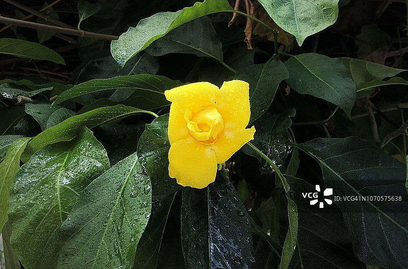 黄色黄蝉花图片素材