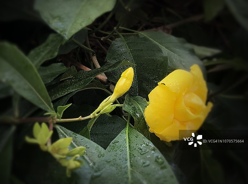 黄色黄蝉花图片素材