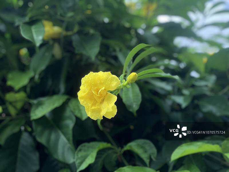 黄色黄蝉花图片素材