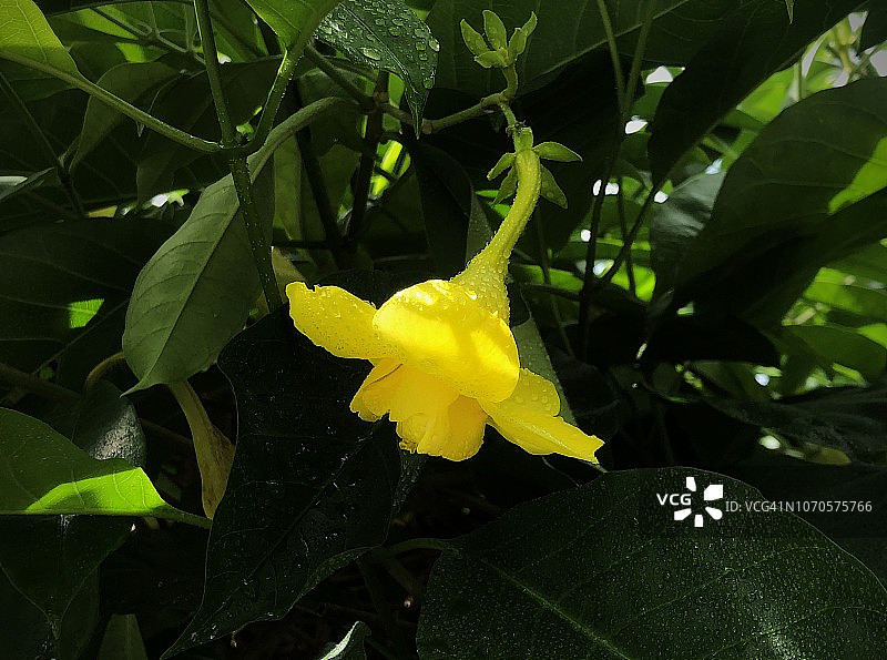 黄色黄蝉花图片素材