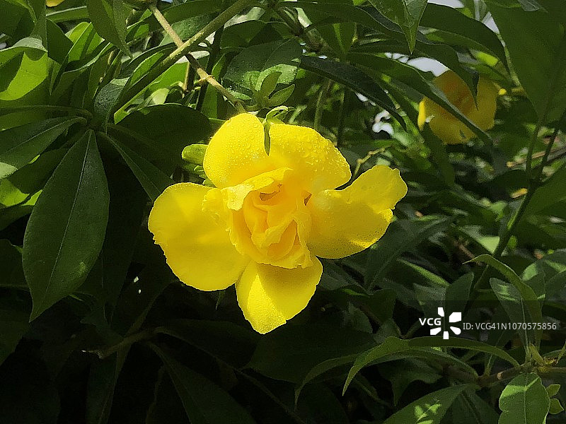 黄色黄蝉花图片素材