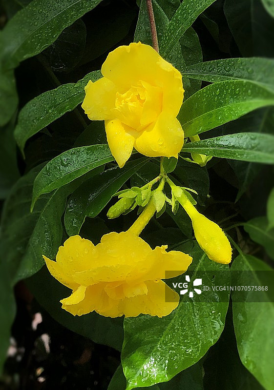 黄色黄蝉花图片素材