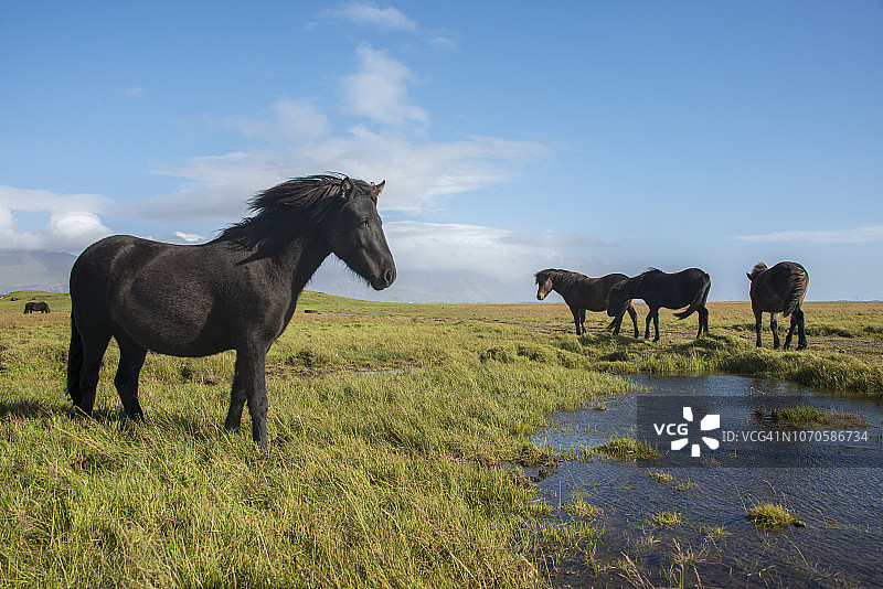 冰岛牧场上的一群冰岛马图片素材