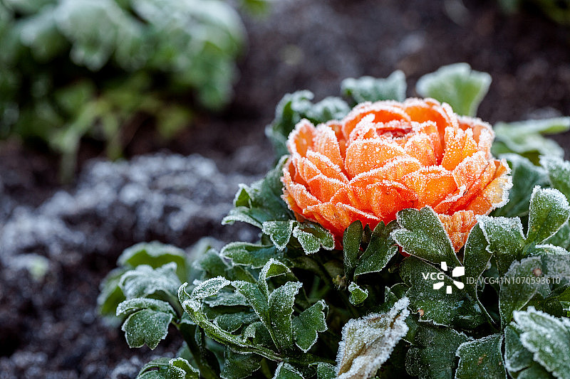 冰霜清晨中美丽的粉色毛茛花特写图片素材
