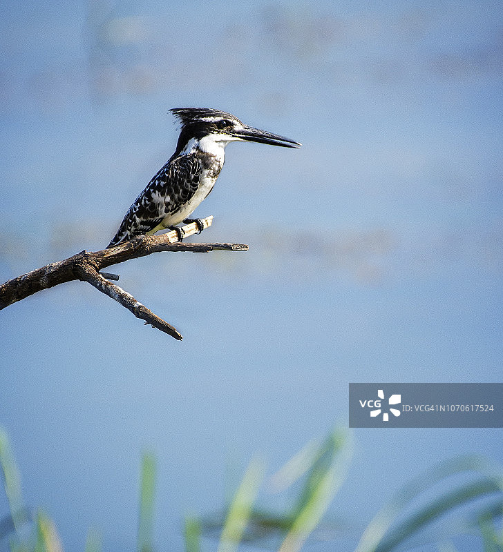 津巴布韦马纳潭，蓝色背景下的喜鹊翠鸟图片素材