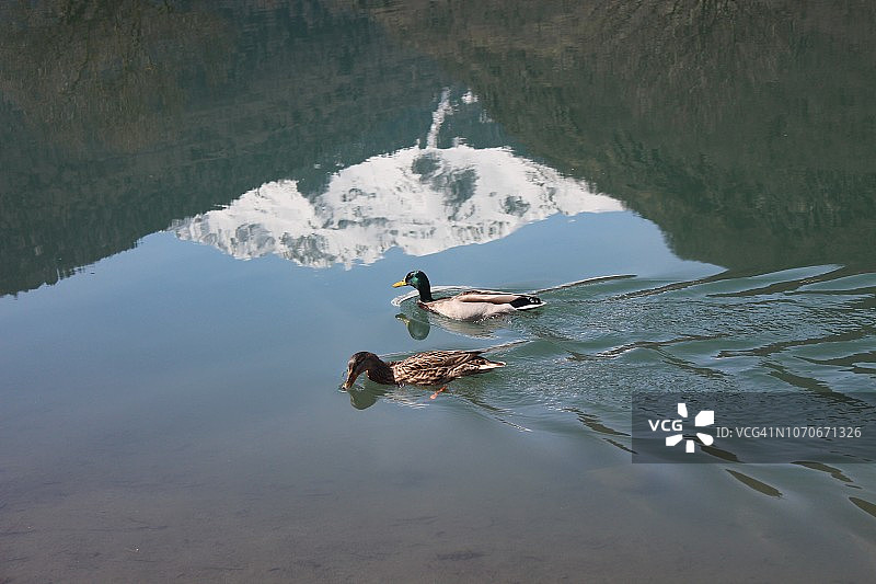 在湖里游泳的两只鸭子，法国巴涅尔-德吕雄图片素材