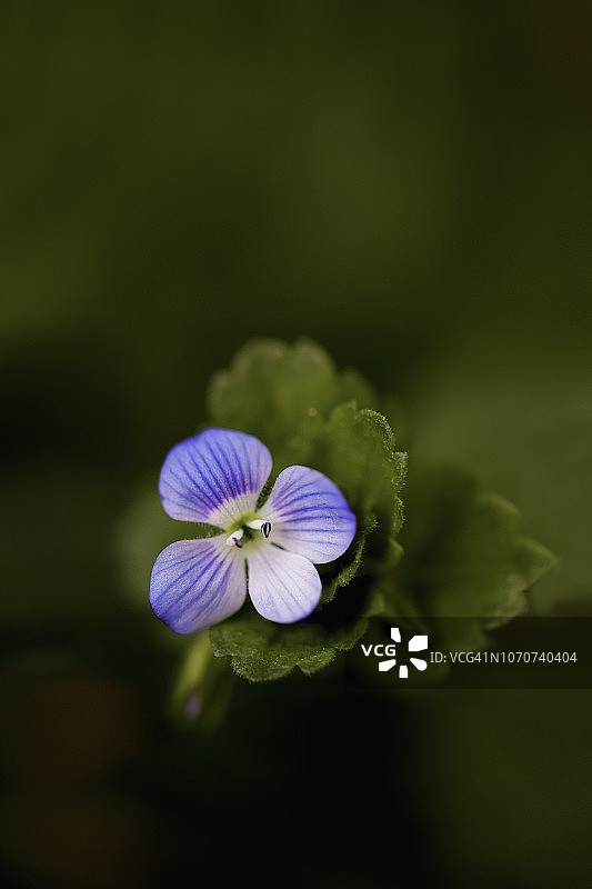 盛开的淡蓝色婆婆纳花特写图片素材