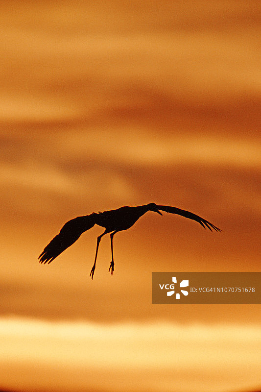 日落时分降落的沙丘鹤图片素材