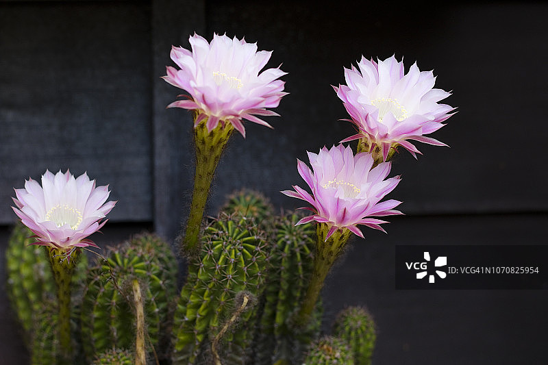 仙人掌的花图片素材