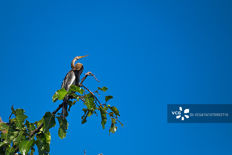 休息中的东方蛇鹈图片素材