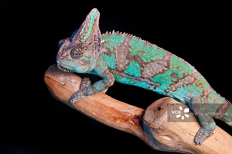 变色龙肖像图片素材