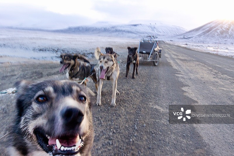 斯瓦尔巴群岛的哈士奇雪橇犬图片素材