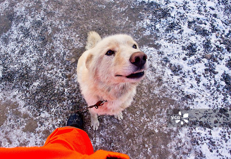 格陵兰混血雪橇犬特写图片素材