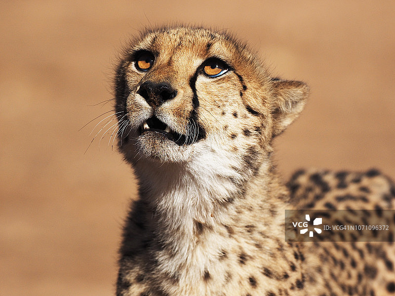 野外的猎豹图片素材