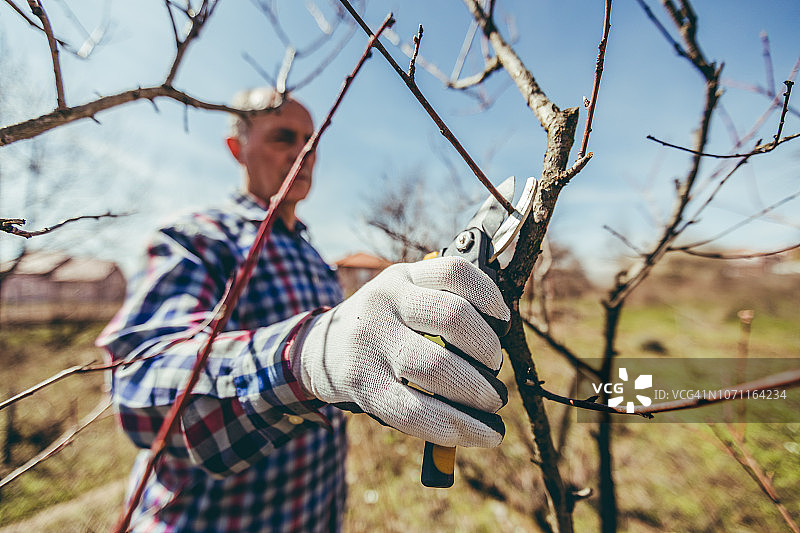 年长的男人修剪果树和葡萄园图片素材
