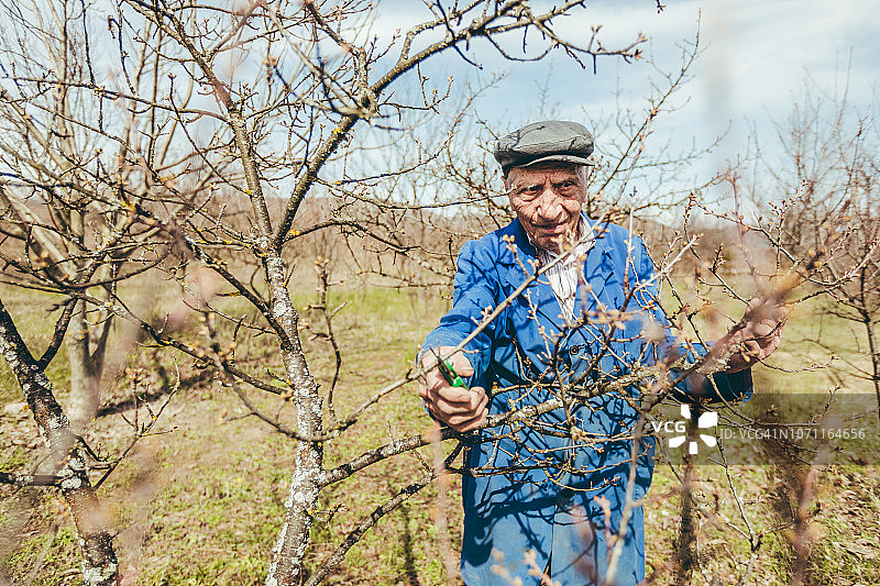 老年男人修剪果树和葡萄园图片素材