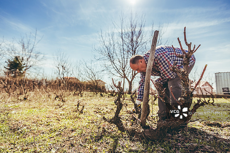 年长的男人修剪果树和葡萄园图片素材