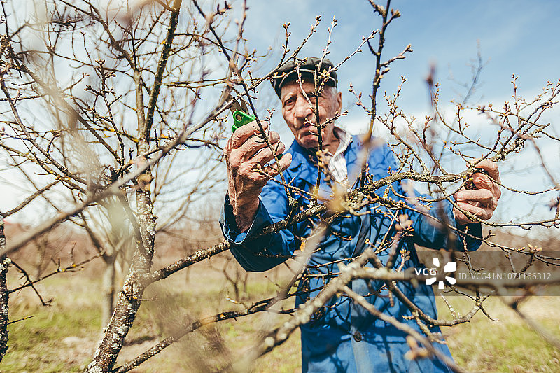 老年男人修剪果树和葡萄园图片素材