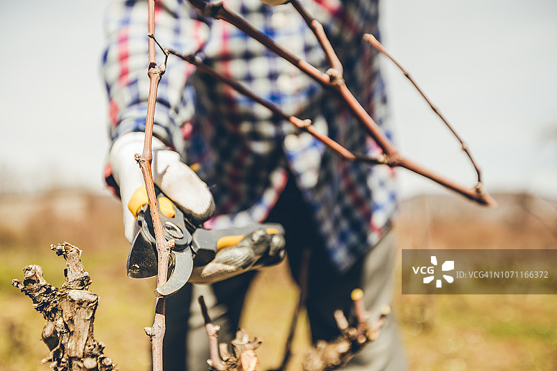 年长的男人修剪果树和葡萄园图片素材