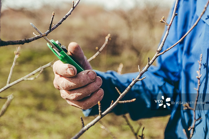 老年男人修剪果树和葡萄园图片素材