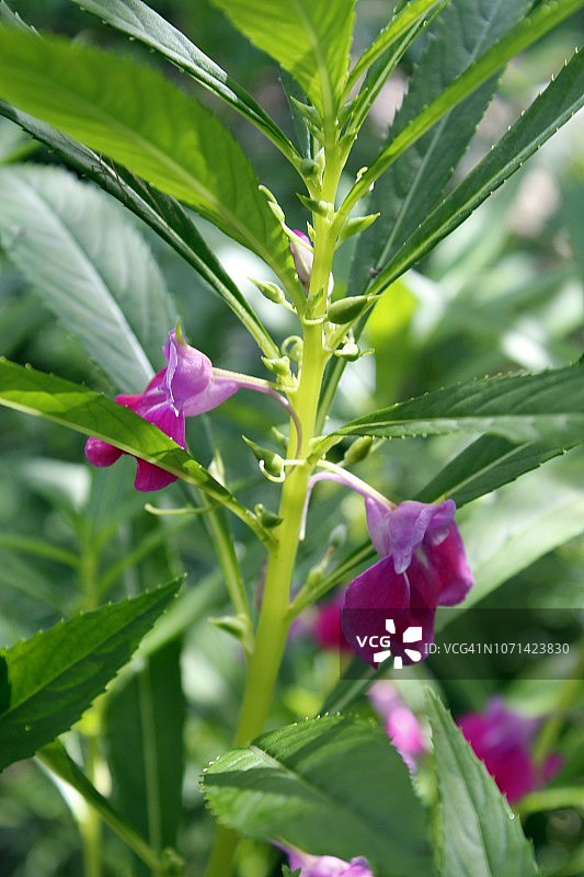 盛开的粉色凤仙花照片图片素材