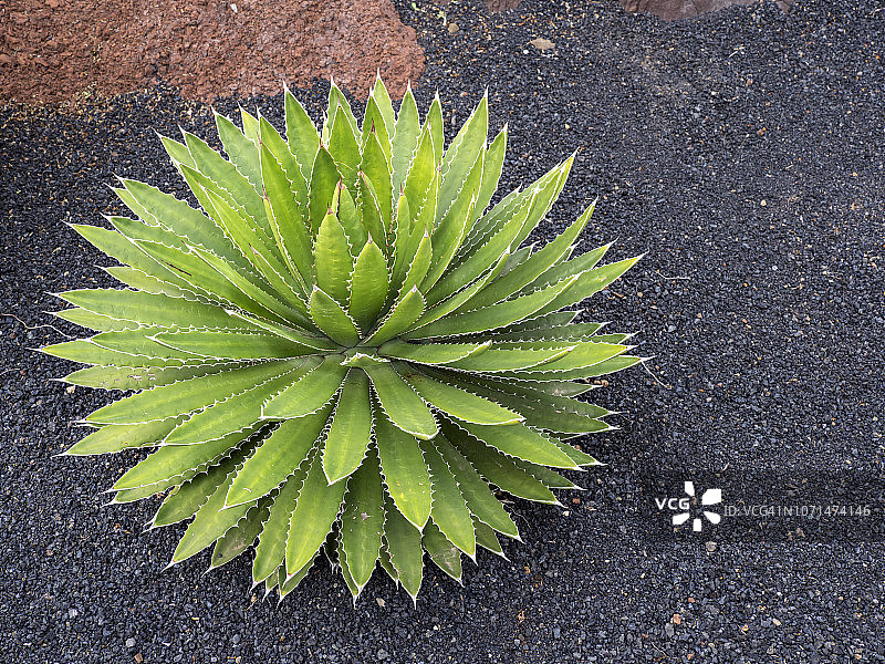 火山黑土地上的龙舌兰图片素材