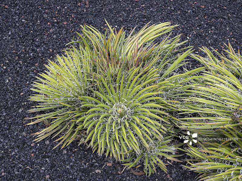 火山黑色土地背景上的龙舌兰图片素材