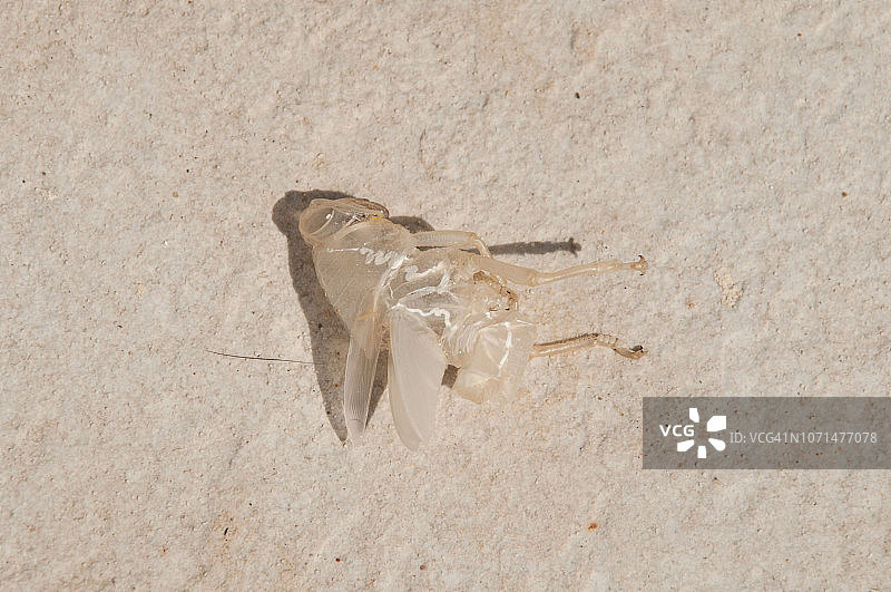 空贝壳图片素材