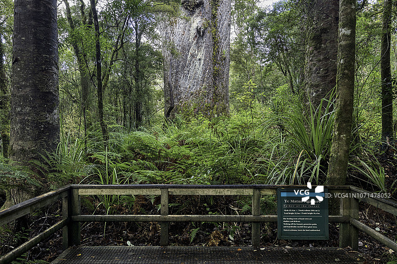 怀波瓦森林的巨型贝壳杉图片素材