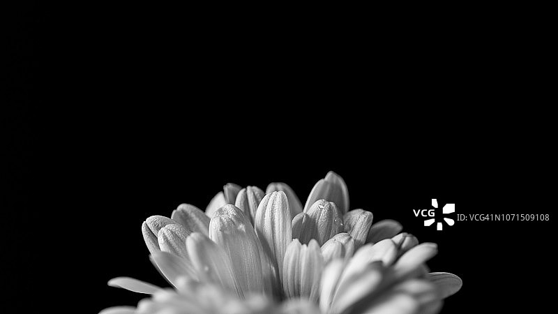 黑白花朵图片素材