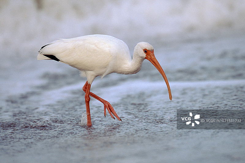 涉水的白䴉图片素材