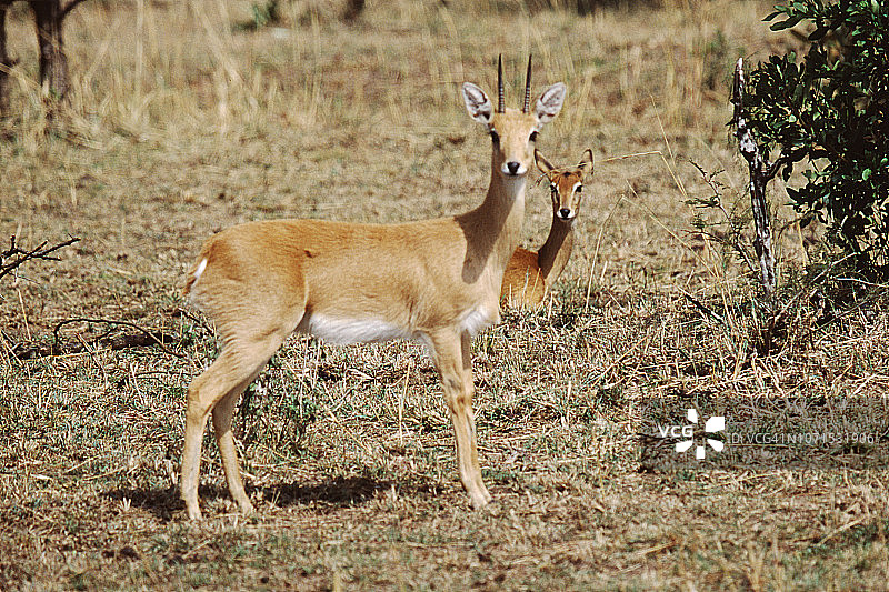 小羚羊图片素材