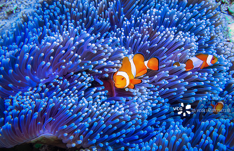 小丑鱼图片素材