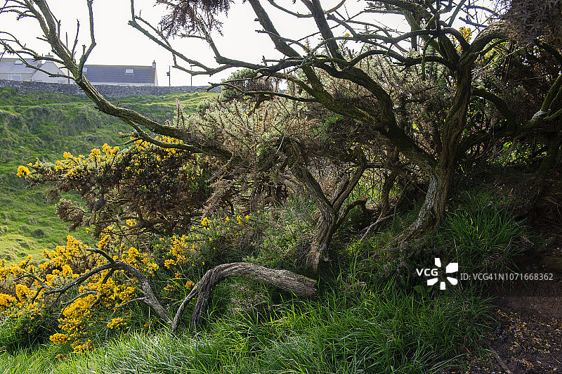 北爱尔兰Dunseverick城堡的树图片素材