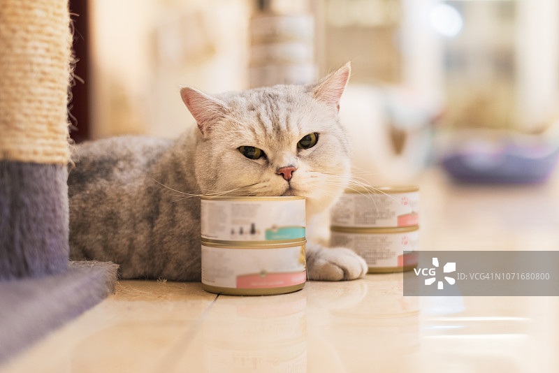 灰色短毛猫和食物罐头图片素材
