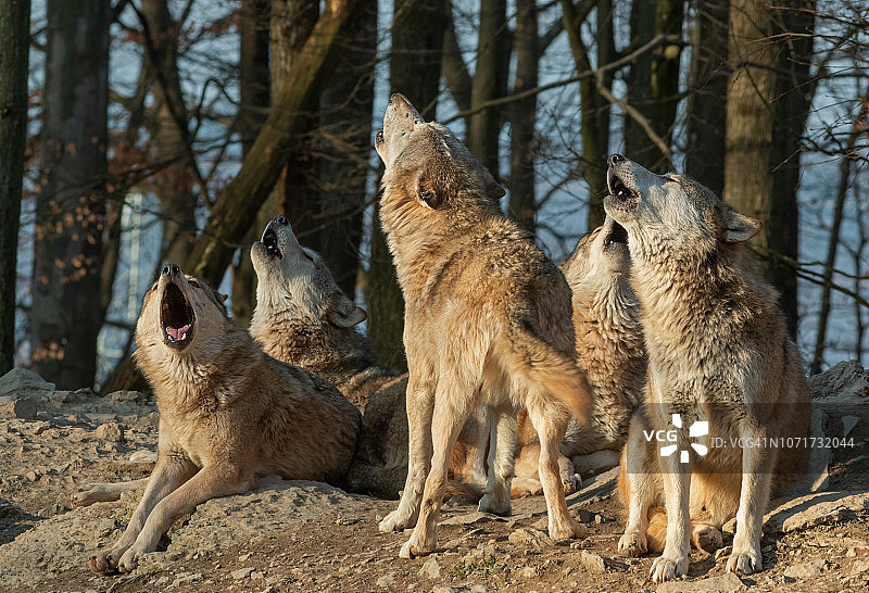嚎叫的狼群图片素材