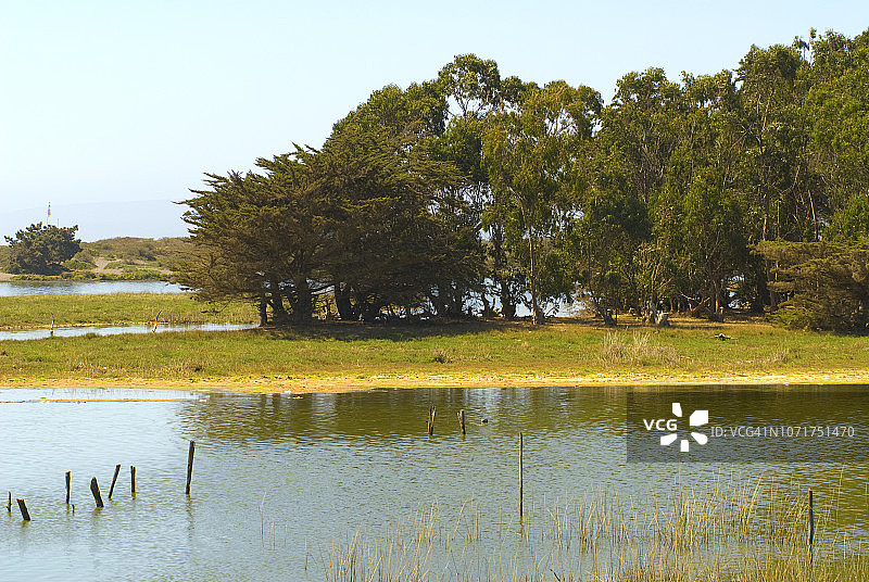 智利皮奇莱穆图片素材