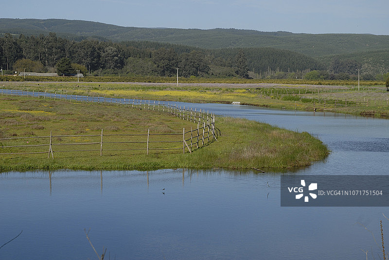 智利皮奇莱穆图片素材